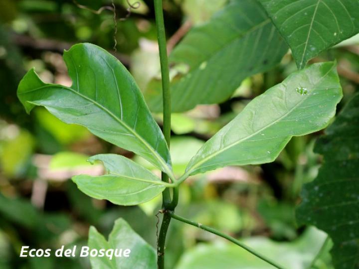 Psiguria warscewiczii (Pata de danta)