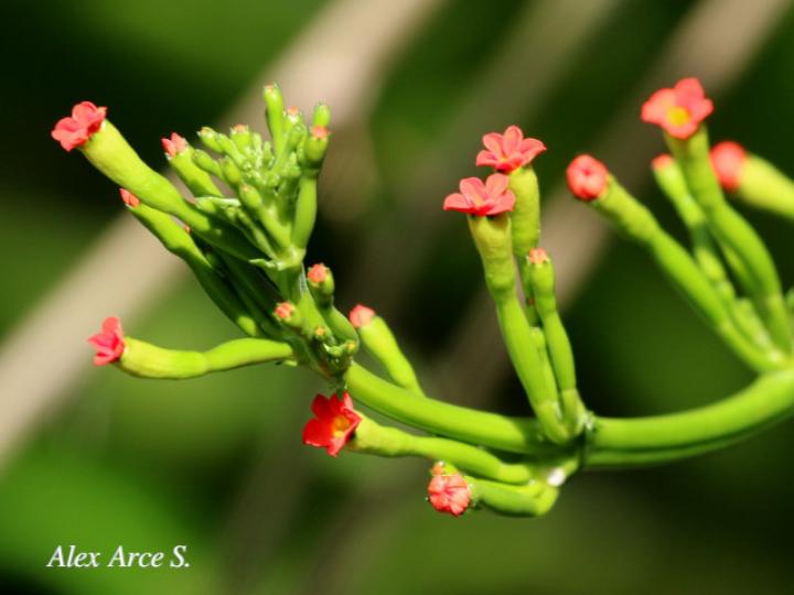 Psiguria warscewiczii (Pata de danta)