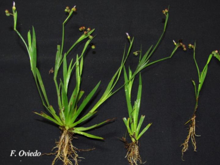 Sisyrinchium micranthum (Gladiolilla)