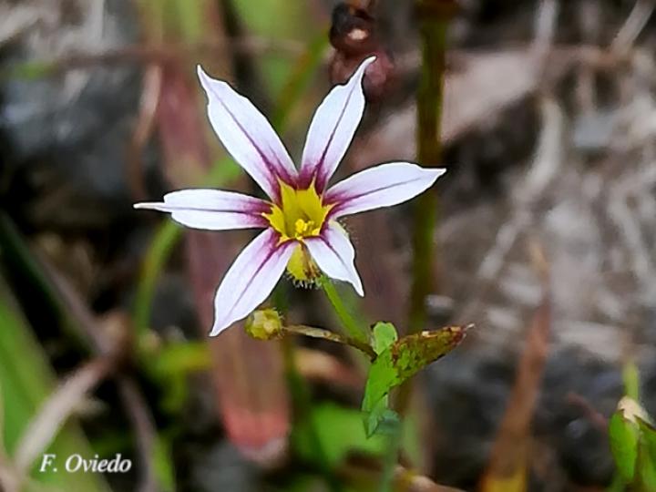 Sisyrinchium micranthum (Gladiolilla)