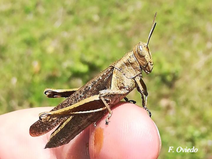 Abracris flavolineata (Saltamontes)