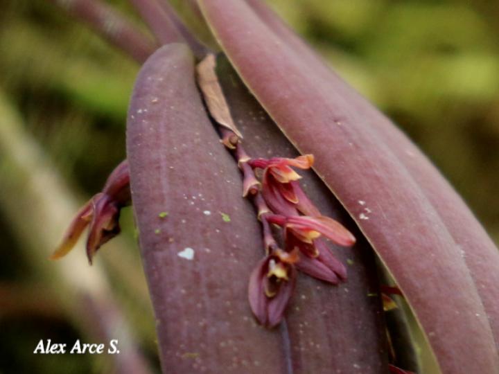 Acianthera brunnescens