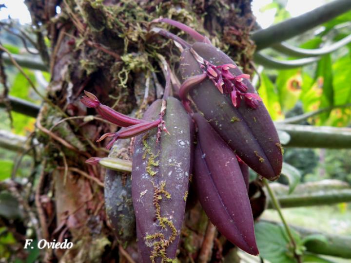 Acianthera brunnescens