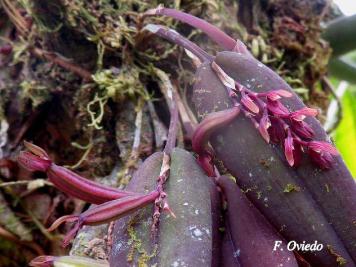 Acianthera brunnescens