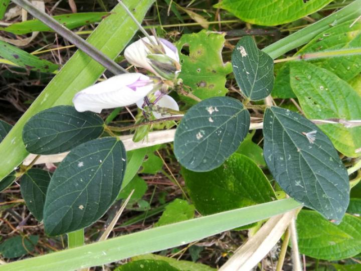 Centrosema virginianum