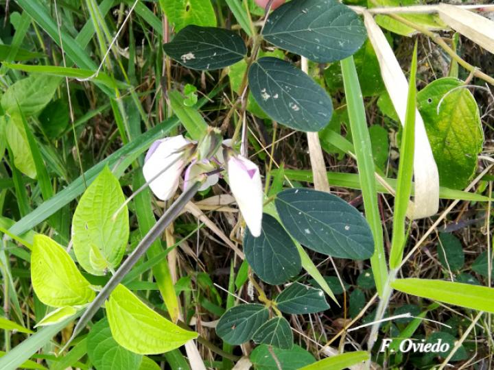 Centrosema virginianum