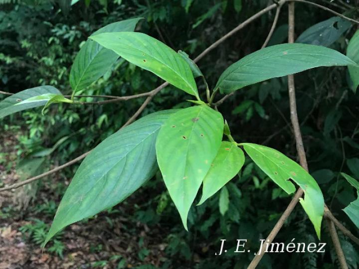 Chomelia venulosa