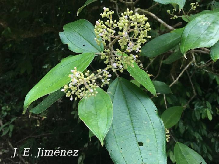 Conostegia micrantha