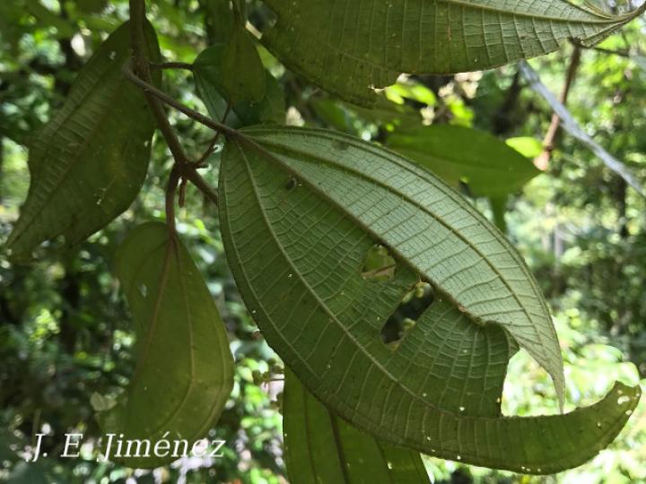 Conostegia micrantha