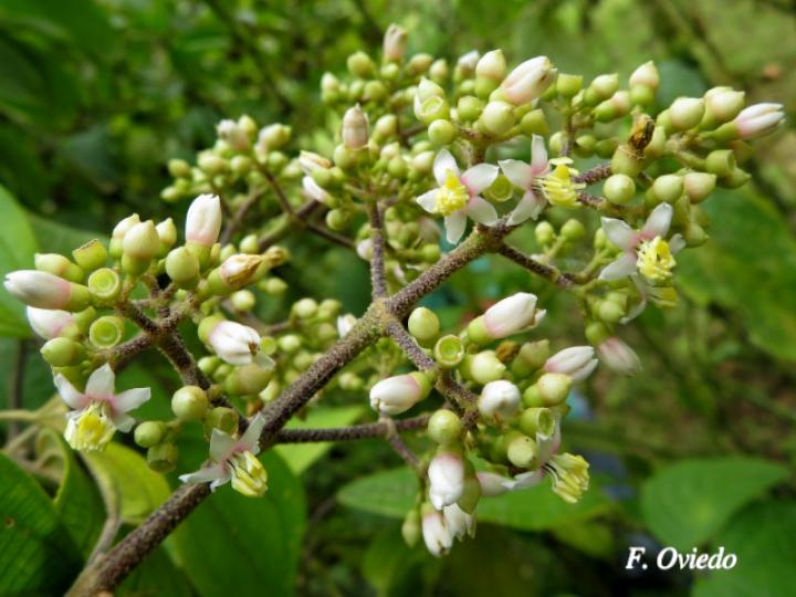 Conostegia micrantha