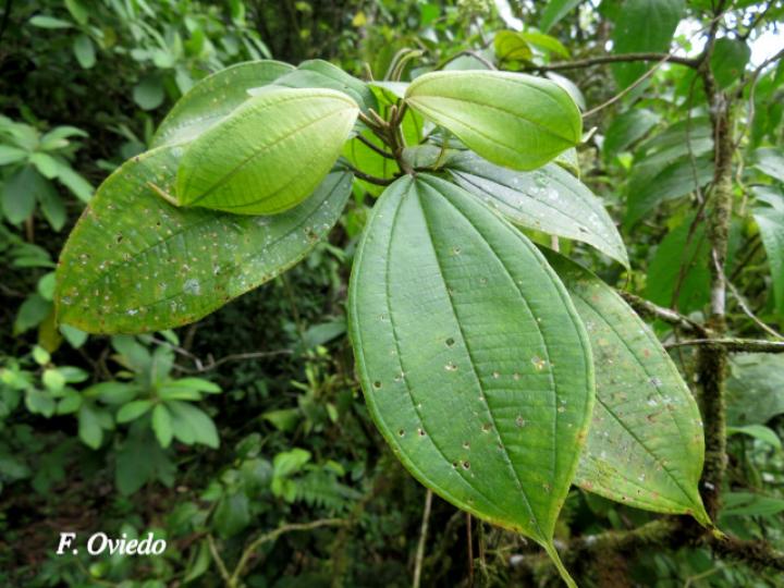Conostegia micrantha