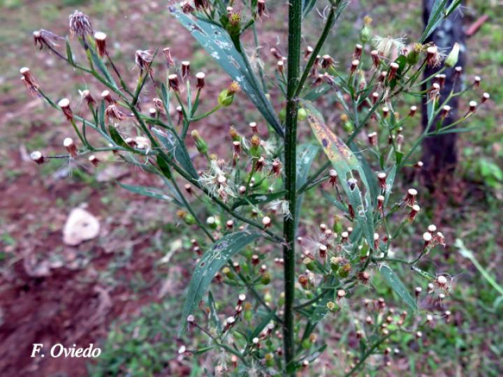 Conyza canadensis