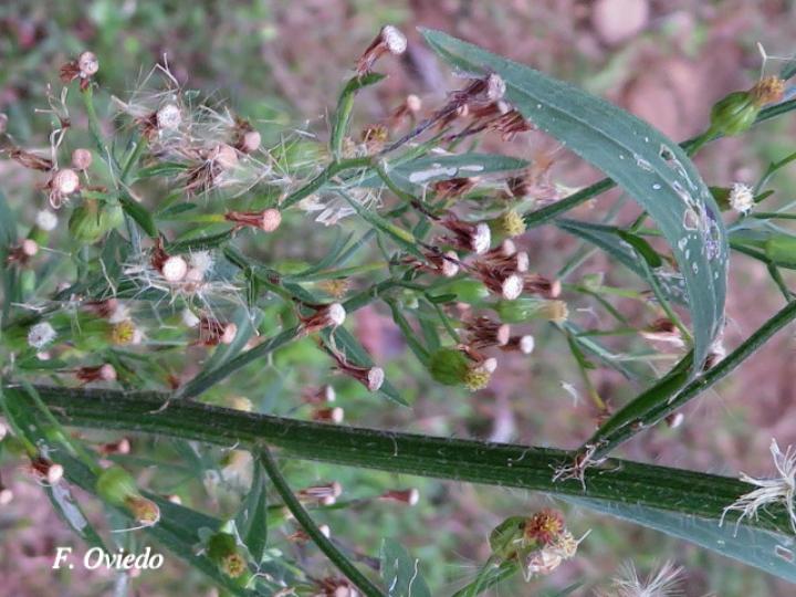 Conyza canadensis