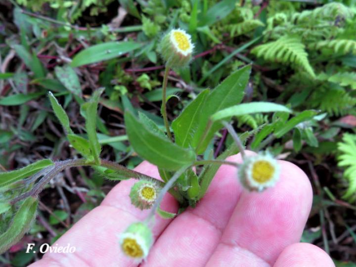 Conyza laevigata