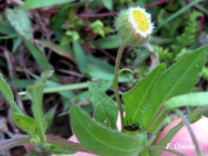 Conyza laevigata