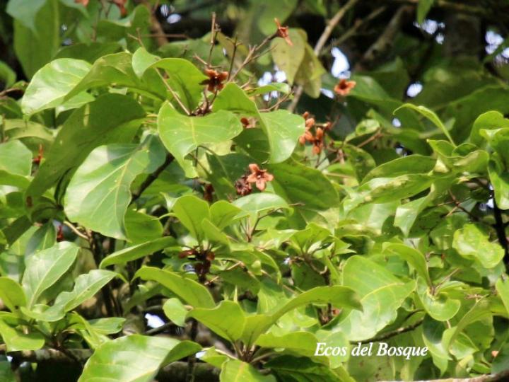 Cordia megalantha (Laurel amarillo)