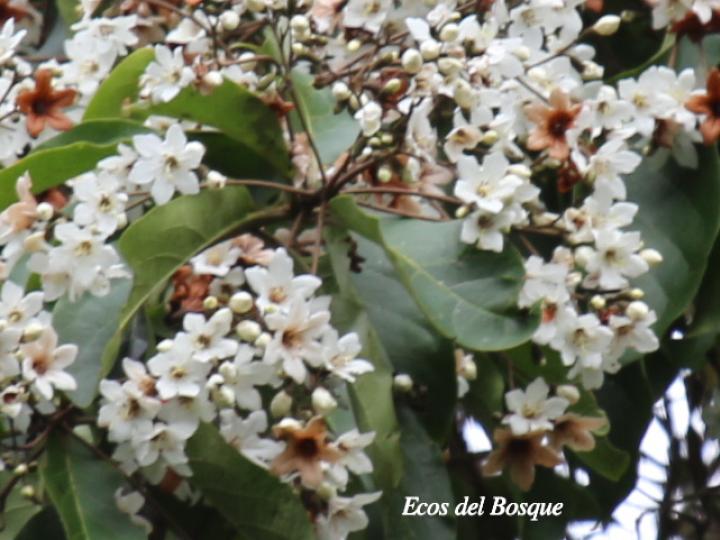 Cordia megalantha (Laurel amarillo)