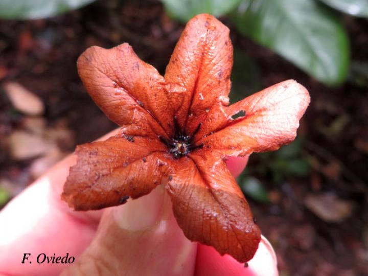 Cordia megalantha (Laurel amarillo)