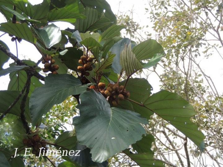 Coussapoa nymphaeifolia