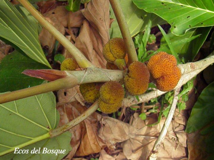 Coussapoa nymphaeifolia