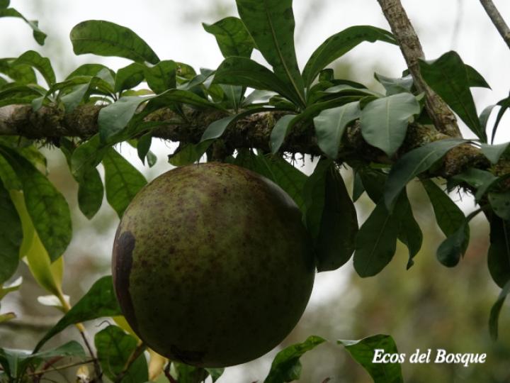 Crescentia cujete (Calabacero, Jícaro, Tiquí)