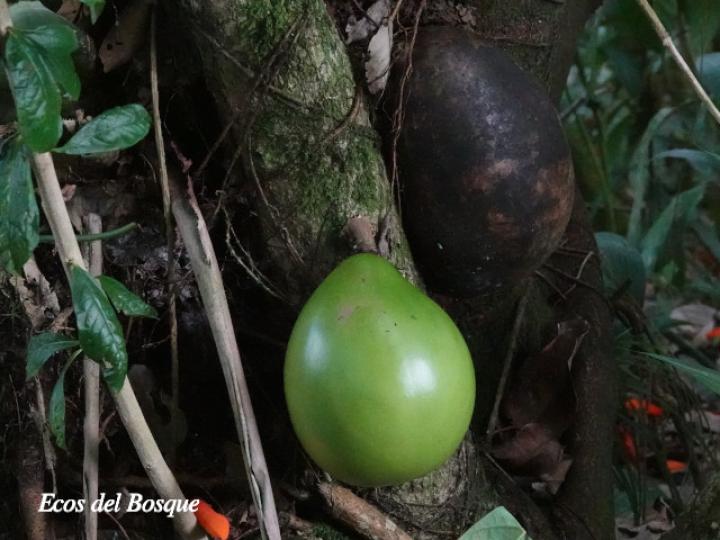 Crescentia cujete (Calabacero, Jícaro, Tiquí)