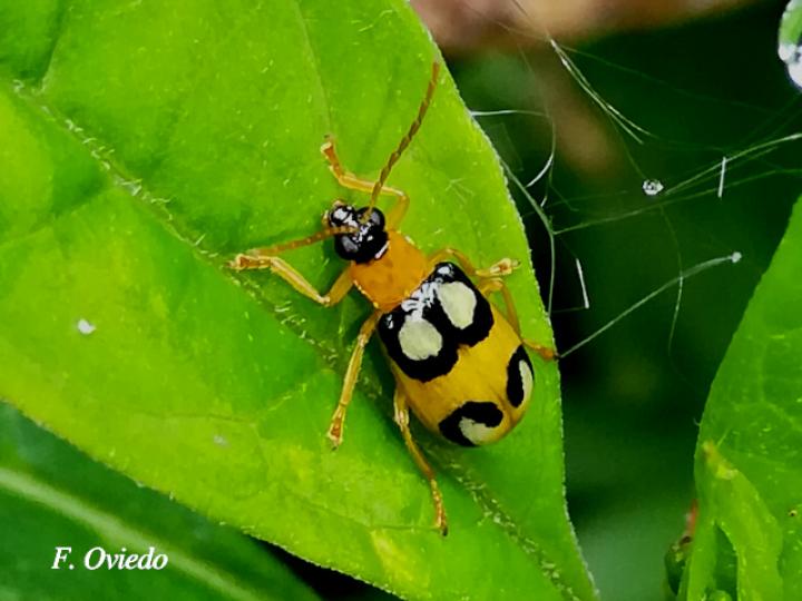 Diabrotica biannularis (Tortuguilla de dos anillos)