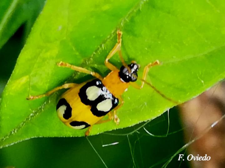 Diabrotica biannularis (Tortuguilla de dos anillos)