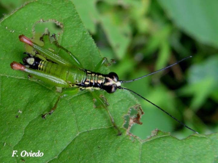 Drymophilacris bimaculata