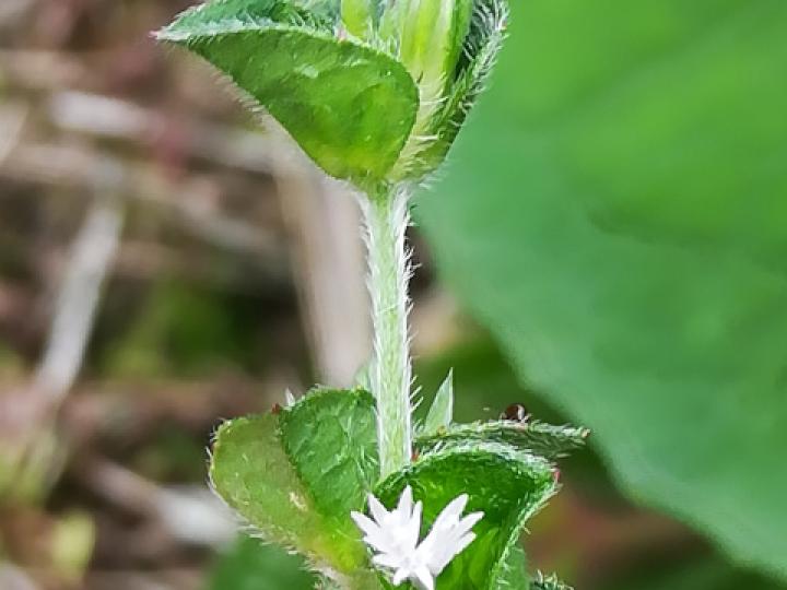 Elephantopus mollis (Hierba de San Antonio,  Oreja de burro)