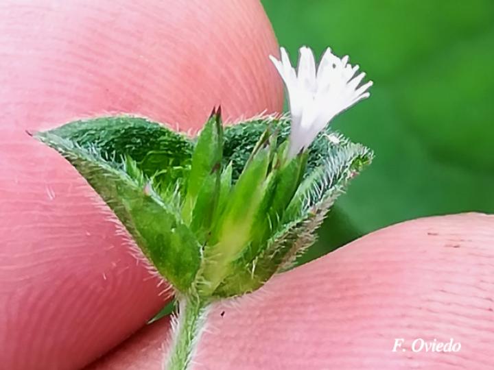 Elephantopus mollis (Hierba de San Antonio,  Oreja de burro)