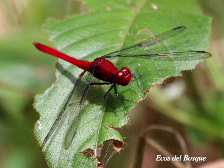 Erythrodiplax castanea