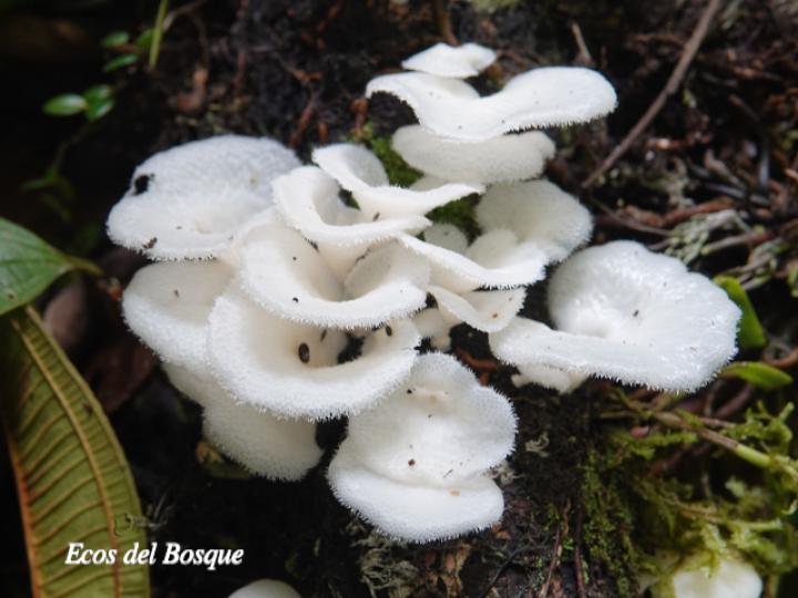 Favolus tenuiculus (Oreja blanca)