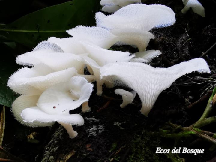 Favolus tenuiculus (Oreja blanca)