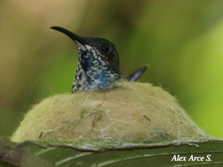 Florisuga mellivora (Jacobino nuquiblanco)