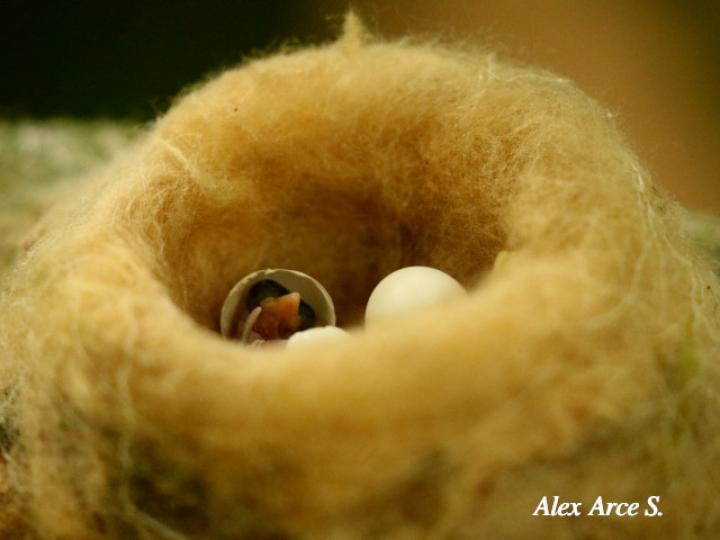 Florisuga mellivora (Jacobino nuquiblanco)