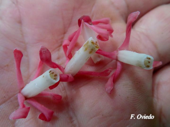 Guarea rhopalocarpa (Cacao de ardilla)