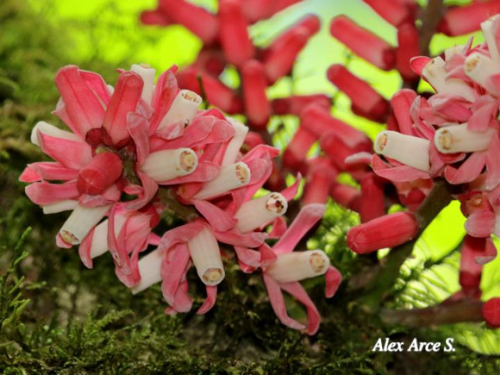 Guarea rhopalocarpa (Cacao de ardilla)