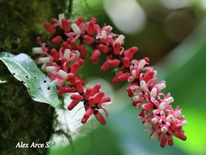 Guarea rhopalocarpa (Cacao de ardilla)