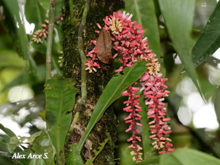 Guarea rhopalocarpa (Cacao de ardilla)