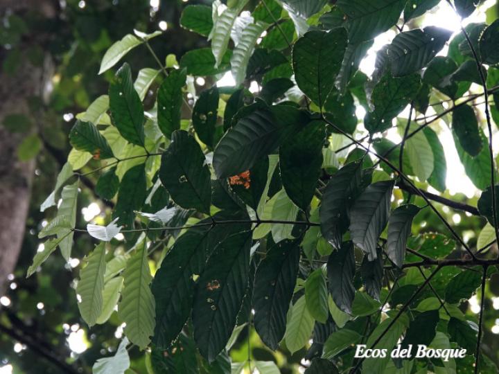 Guarea rhopalocarpa (Cacao de ardilla)