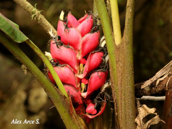 Heliconia reticulata
