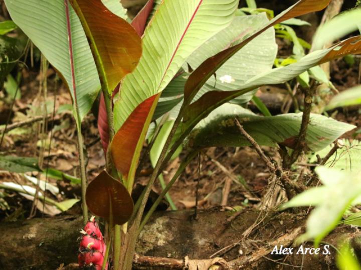 Heliconia reticulata
