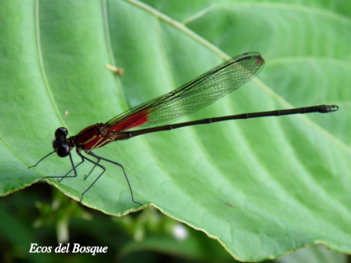 Hetaerina occisa, macho