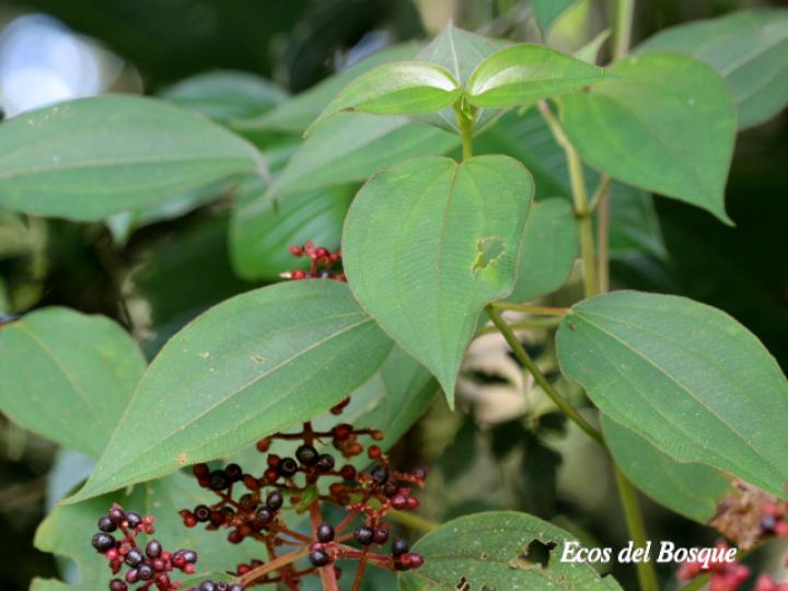 Leandra granatensis