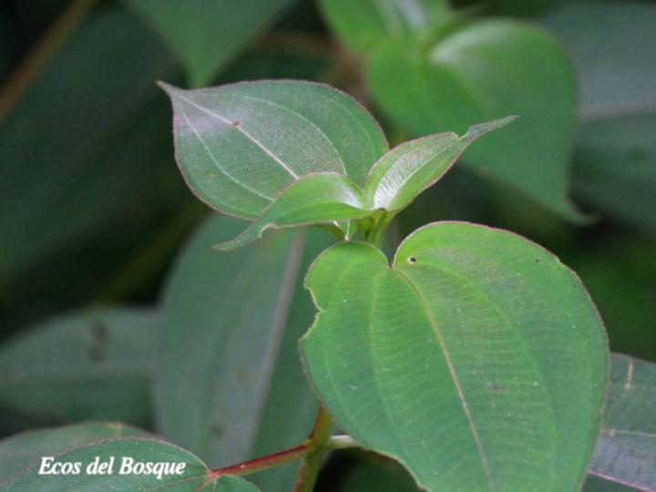 Leandra granatensis