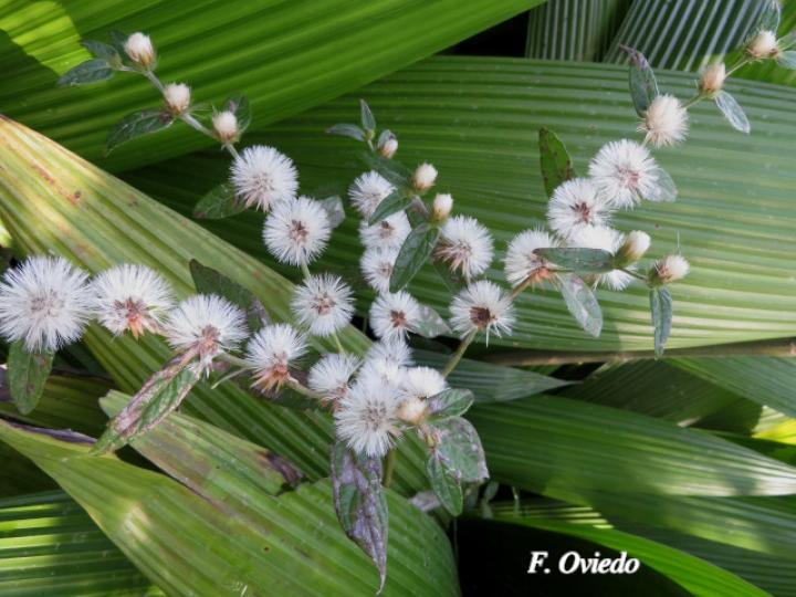 Lepidaploa salzmannii