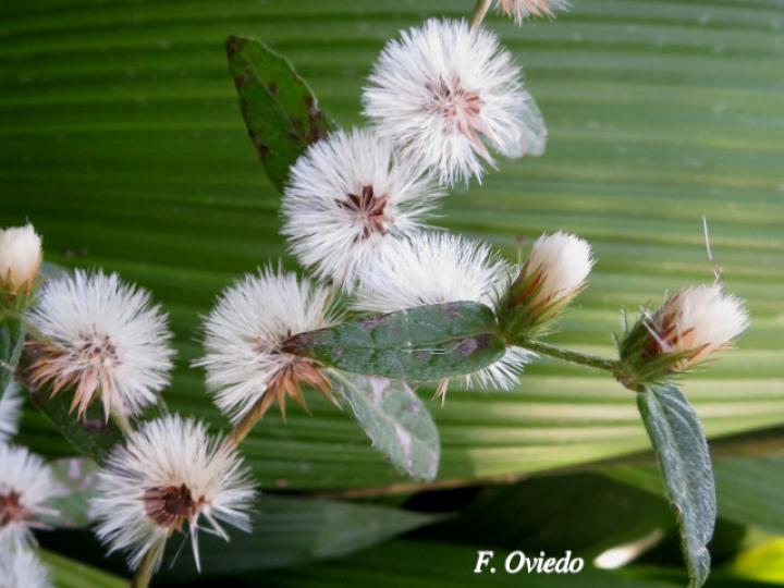 Lepidaploa salzmannii