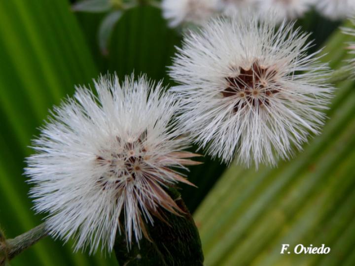 Lepidaploa salzmannii