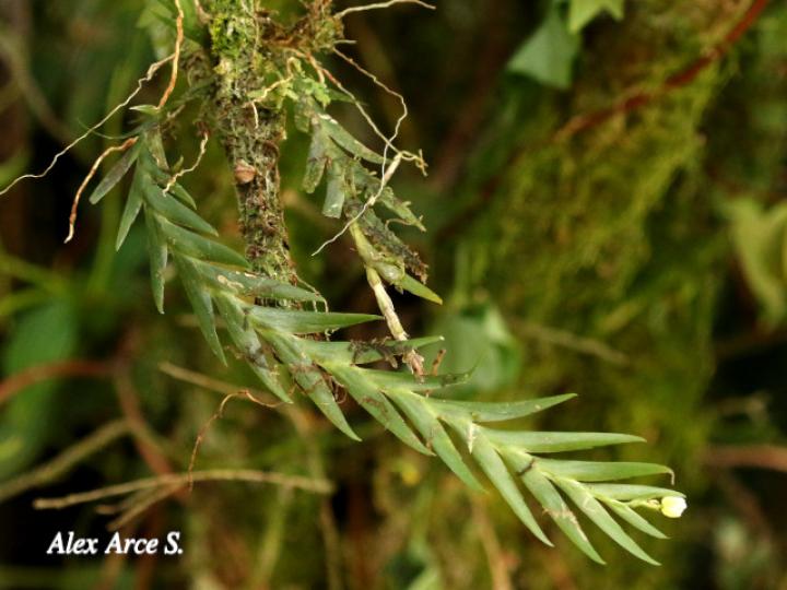 Lockhartia hercodonta